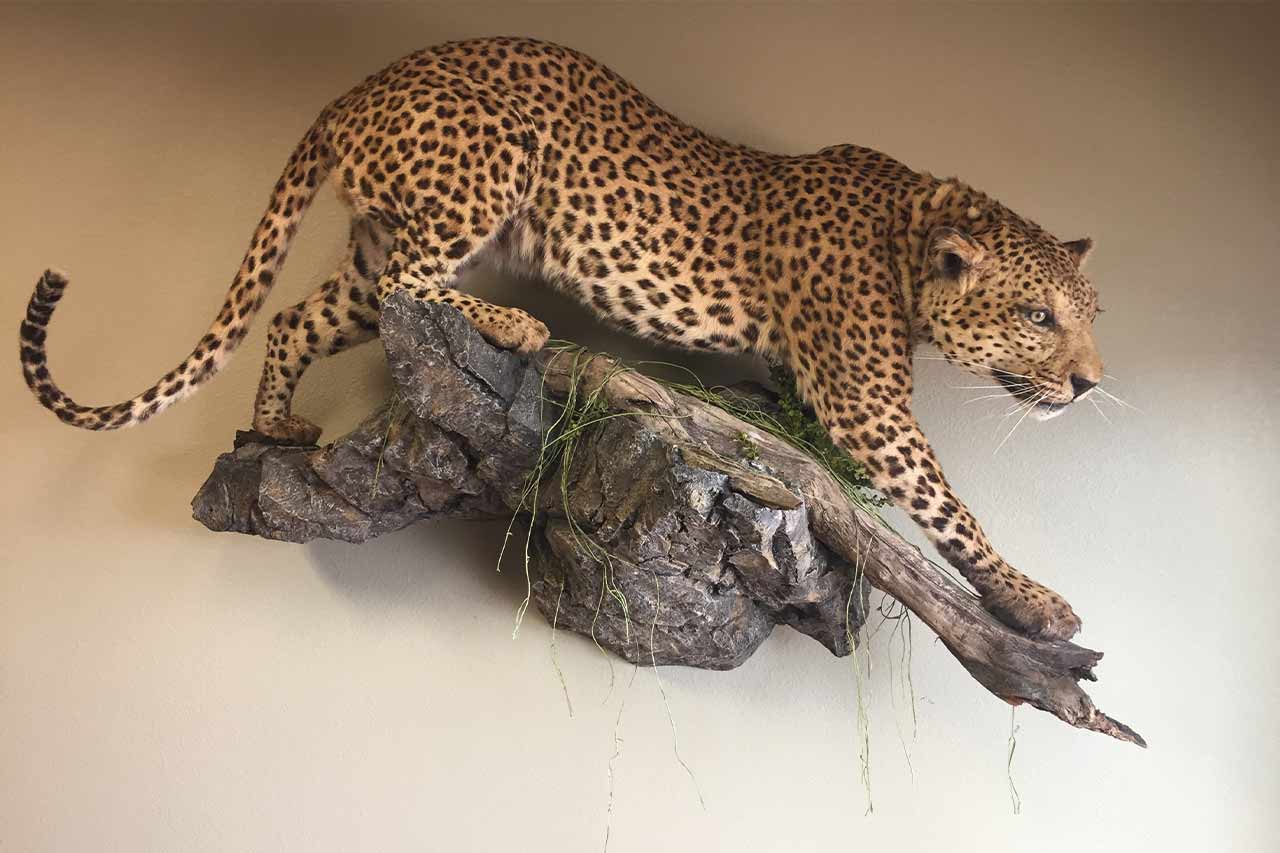 Stalking Leopard on Wall Mounted Rock