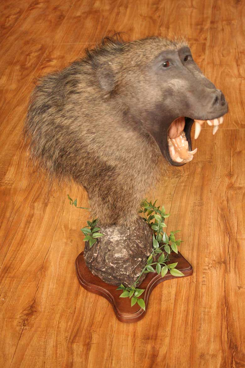 Baboon Barking Desk Pedestal