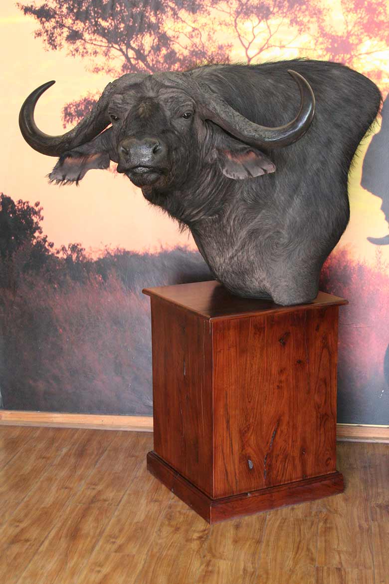 Buffalo Pedestal Sharp Turn main image