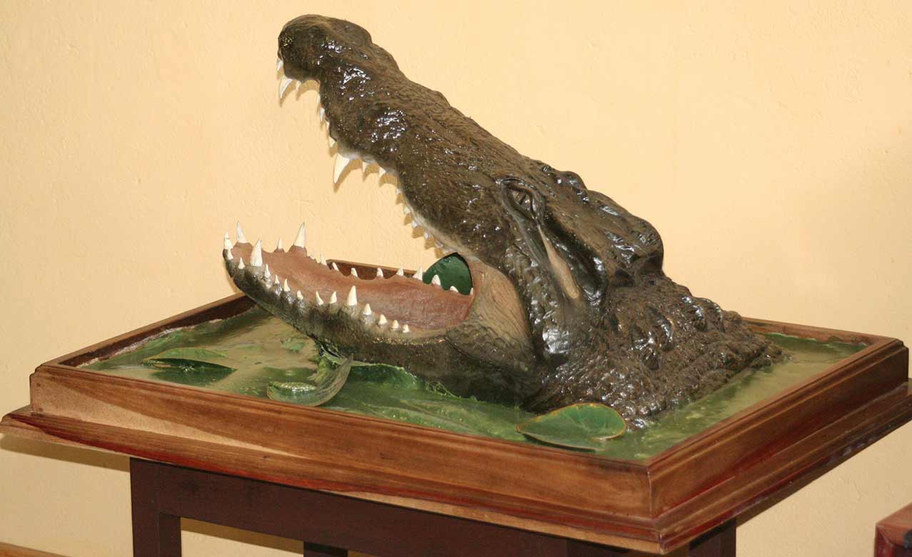 Crocodile Head mount out the water Gallery 1