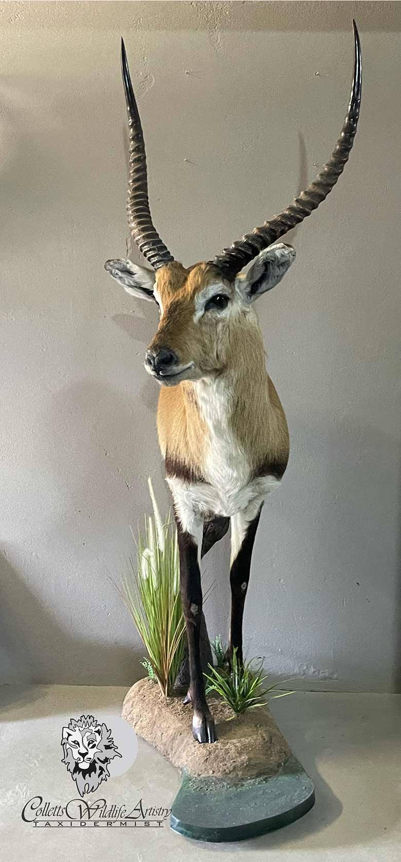 Lechwe Pedestal