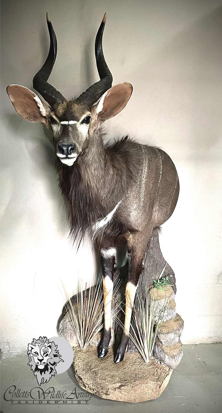 Nyala Half Body Pedestal