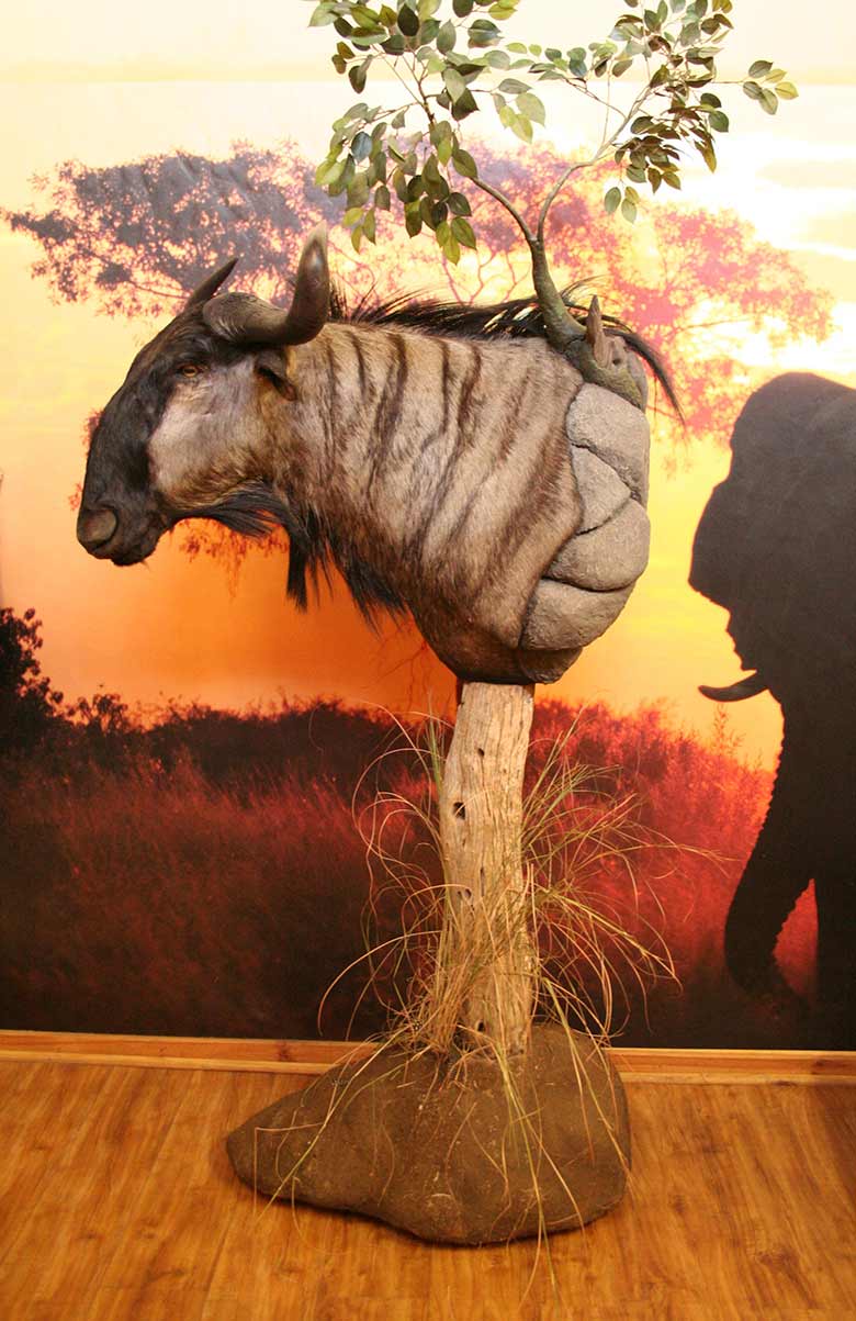 Wildebeest On Log Pedestal