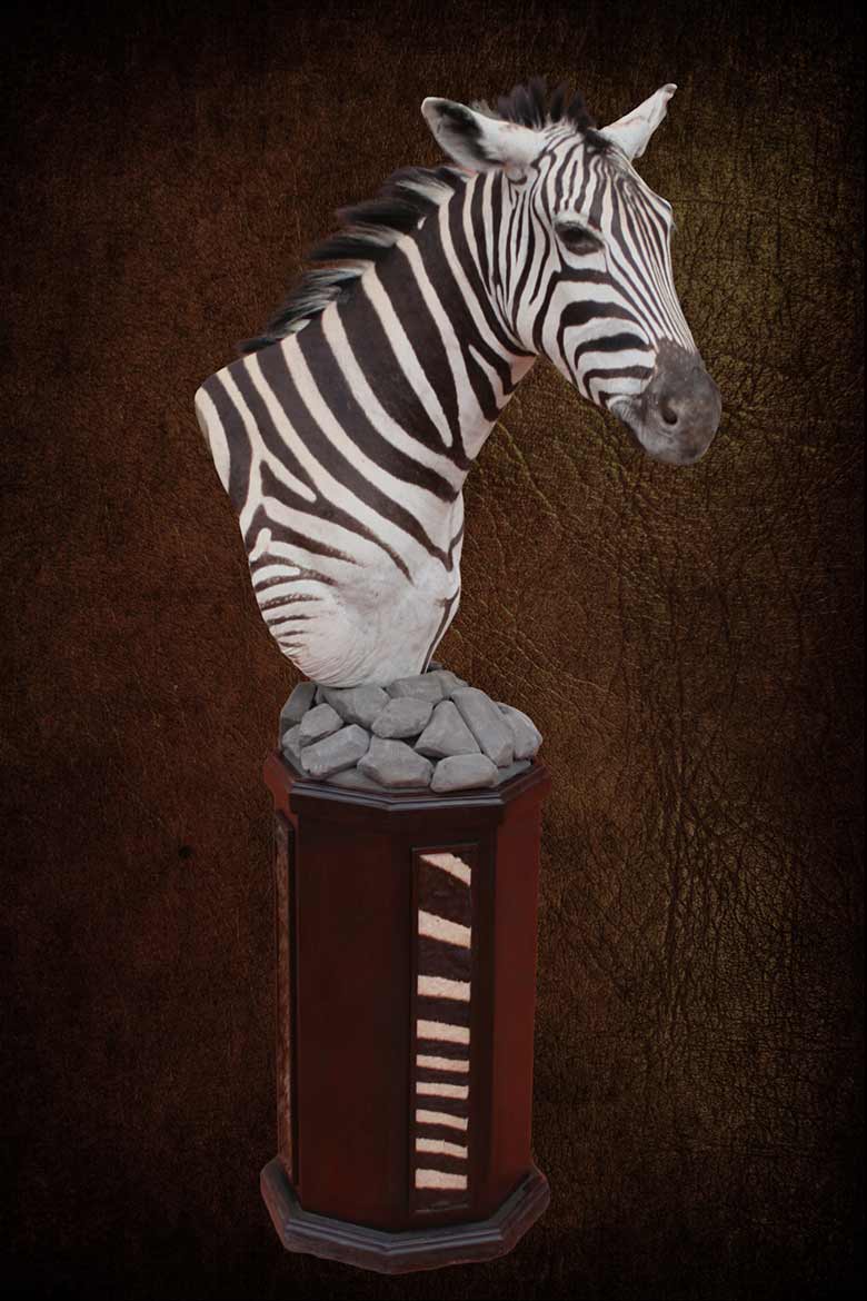 Zebra Pedestal Natural