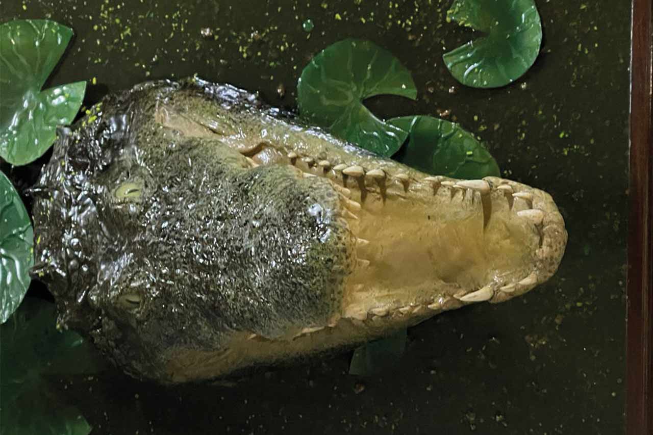 Croc Head Out of Water