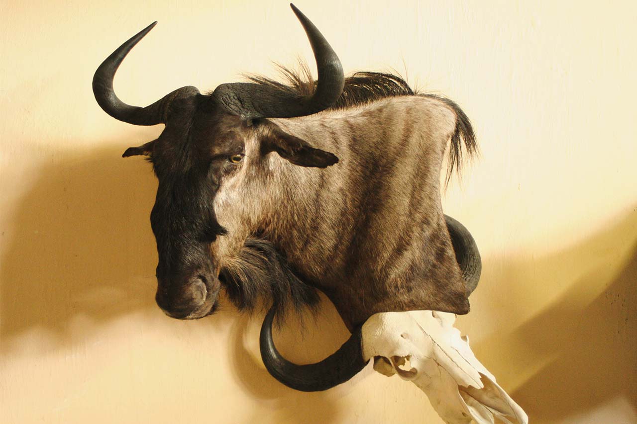 wildebeest-wall-pedestal-with-buffalo-skull-1