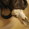 Wildebeest Wall Pedestal with Buffalo Skull