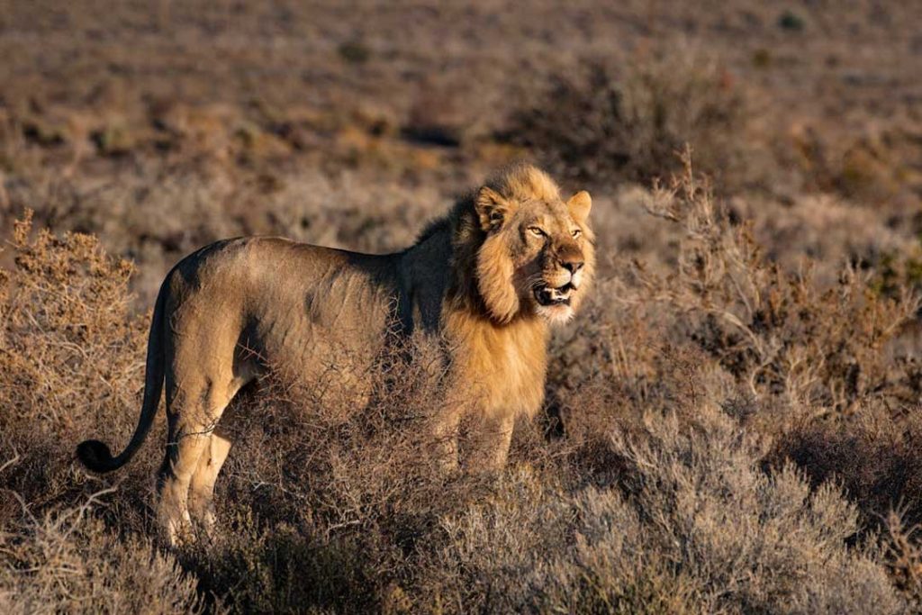 An image of a Lion for a A-Step-by-Step-Guide-to-the-Taxidermy-Process