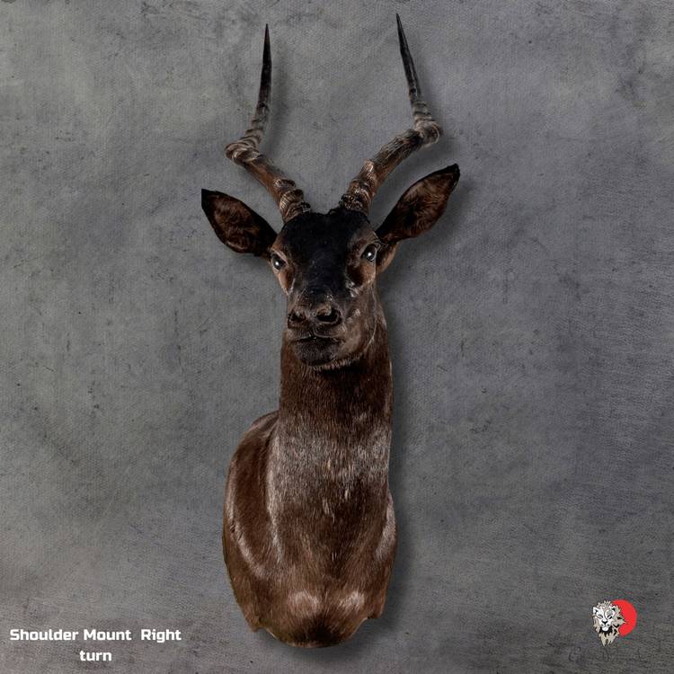 Black Impala Taxidermy Shoulder Mount-3