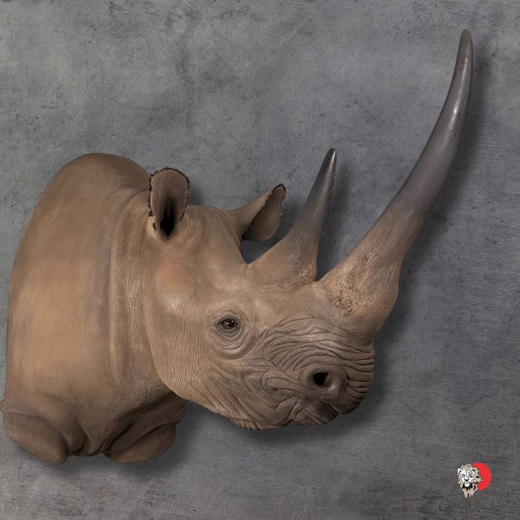 Black Rhino Replica Taxidermy-Shoulder-Mount-3