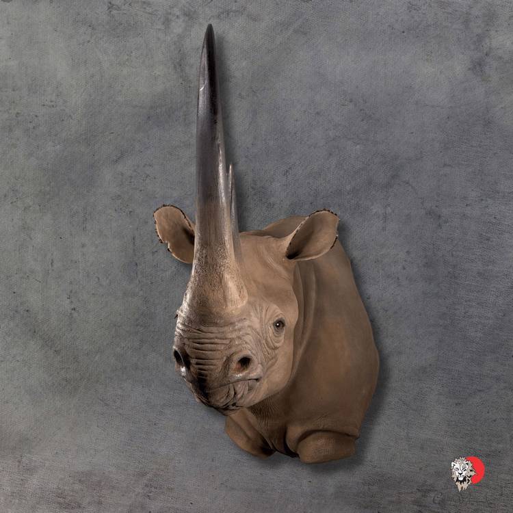 Black Rhino Replica Taxidermy-Shoulder-Mount-5