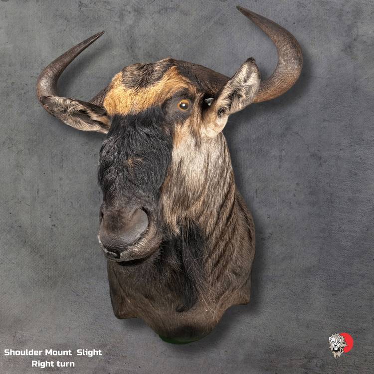 Blue Wildebeest Taxidermy-Shoulder-Mount-4