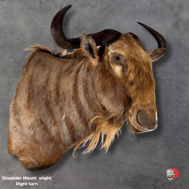 Golden Wildebeest Taxidermy-Shoulder-Mount-7