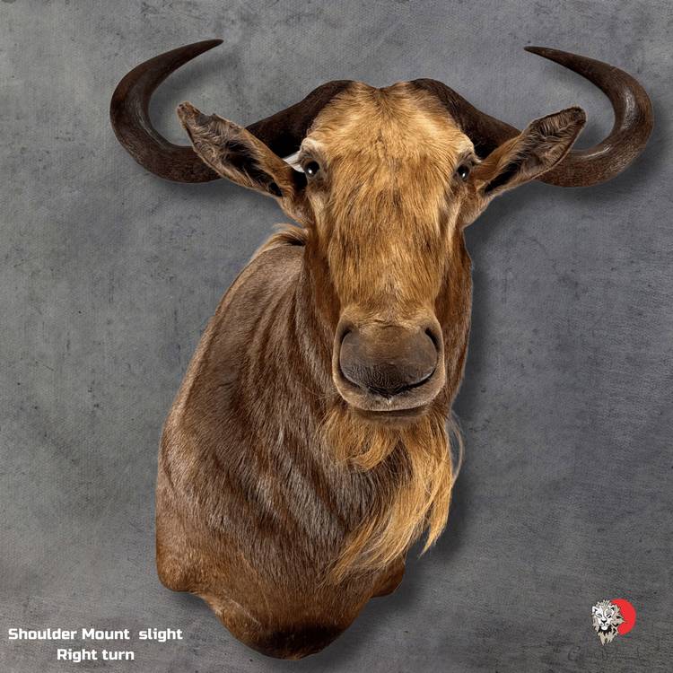 Golden Wildebeest Taxidermy-Shoulder-Mount-9