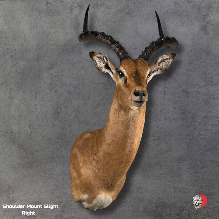 Impala Taxidermy-Shoulder-Mount-3