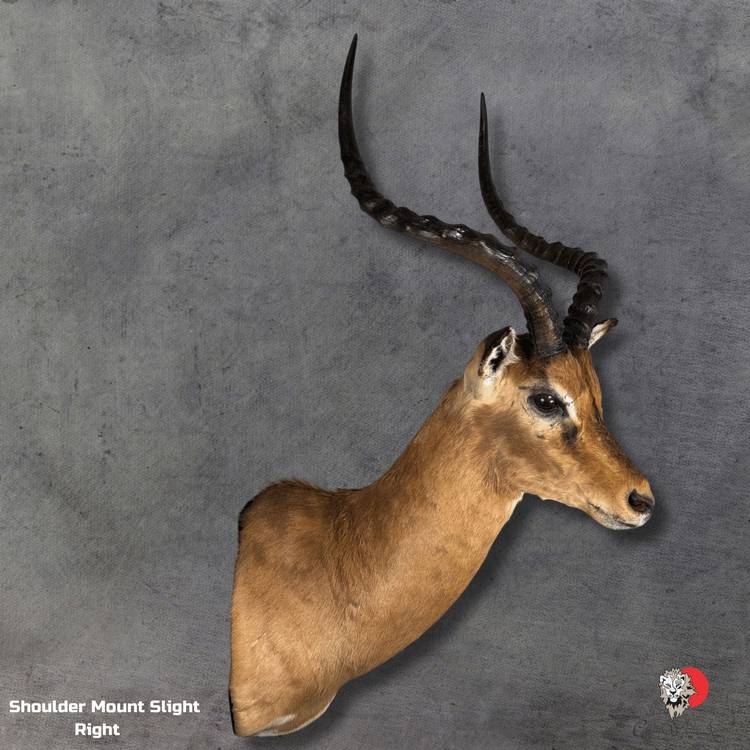 Impala Taxidermy-Shoulder-Mount-4