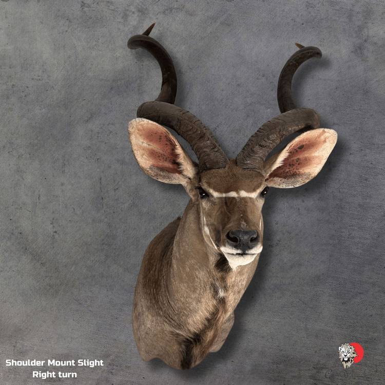 Kudu Taxidermy-Shoulder-Mount-3