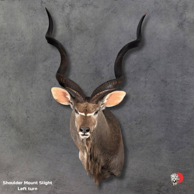 Kudu Taxidermy-Shoulder-Mount-7