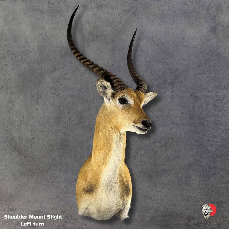 Lechwe Taxidermy-Shoulder-Mount-4