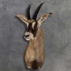 Elegant taxidermy display of Roan shoulder mount with detailed craftsmanship