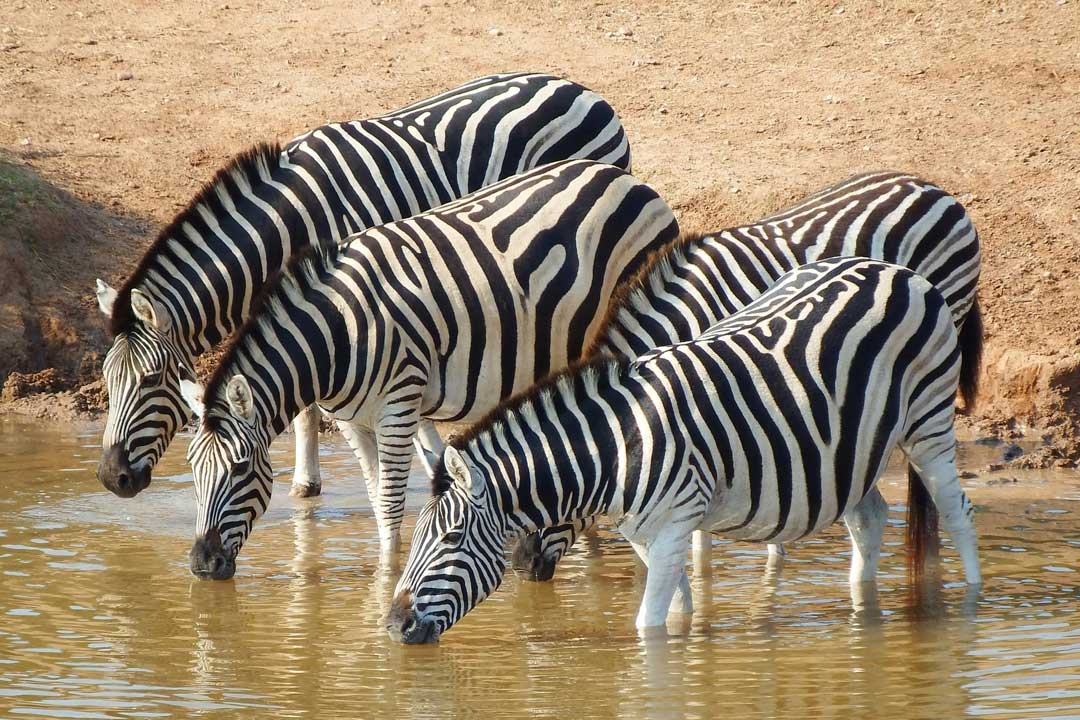 Four Zebras - Setting-the-Foundation-for-a-Great-Mount