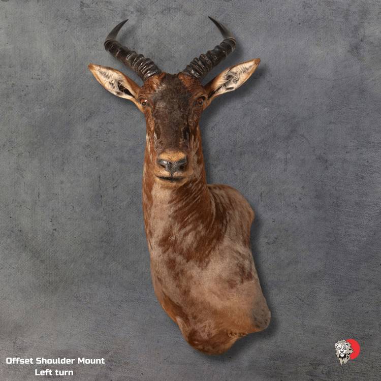 Tsessebe Shoulder Mount Taxidermy 5