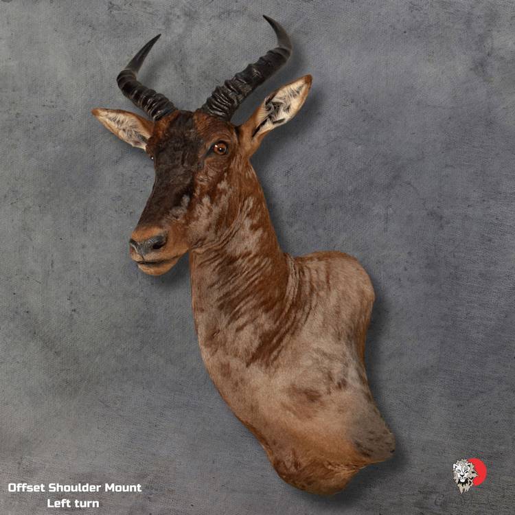 Tsessebe Shoulder Mount Taxidermy 3