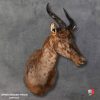 Elegant taxidermy display of Tsessebe shoulder mount with detailed craftsmanship