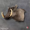 Elegant taxidermy display of Warthog shoulder mount with detailed craftsmanship