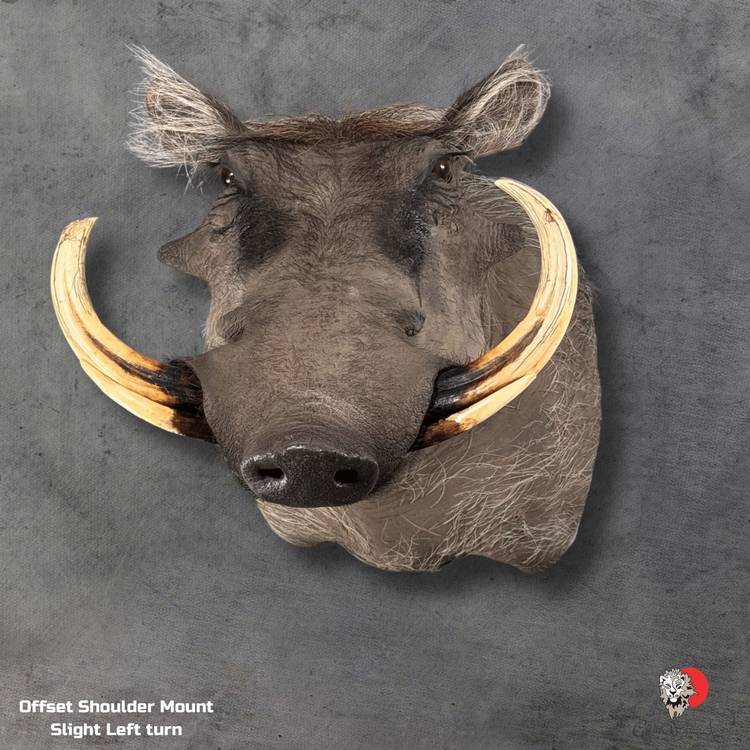 Warthog Wildlife Artistry – taxidermy