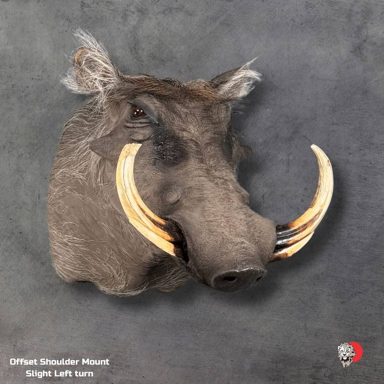 Warthog Wildlife Artistry – Taxidermy