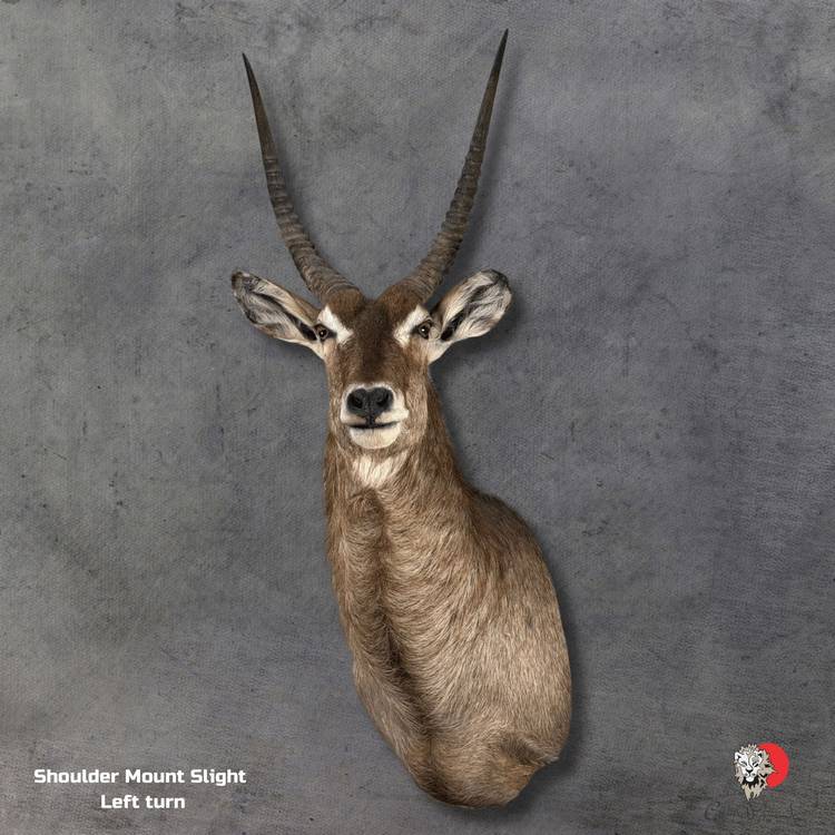 Waterbuck Shoulder Mount Taxidermy