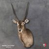 Elegant taxidermy display of Waterbuck shoulder mount with detailed craftsmanship