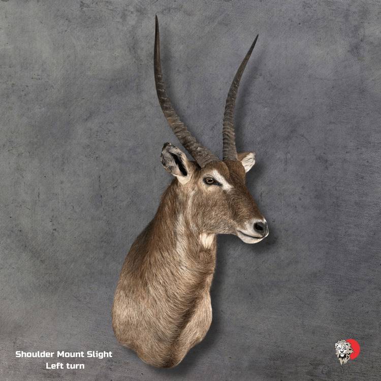 Waterbuck Shoulder Mount Taxidermy