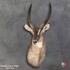 Elegant taxidermy display of Waterbuck shoulder mount with detailed craftsmanship