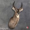 Elegant taxidermy display of Waterbuck shoulder mount with detailed craftsmanship