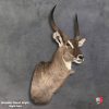 Elegant taxidermy display of Waterbuck shoulder mount with detailed craftsmanship