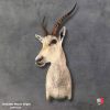 Elegant taxidermy display of White Blesbuck shoulder mount with detailed craftsmanship