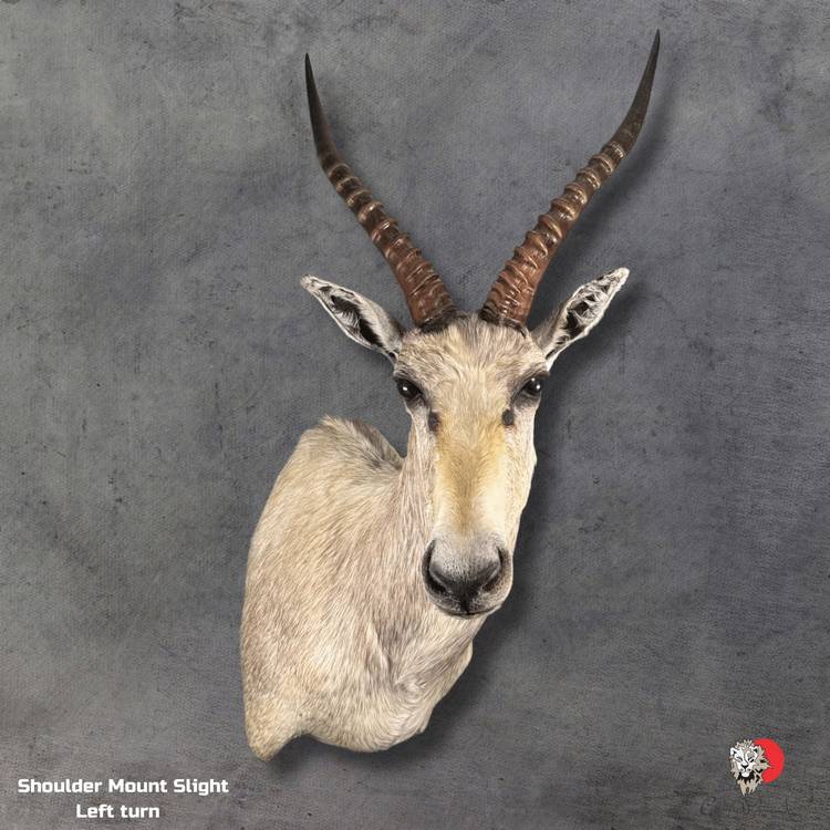 Elegant taxidermy display of White Blesbuck shoulder mount with detailed craftsmanship