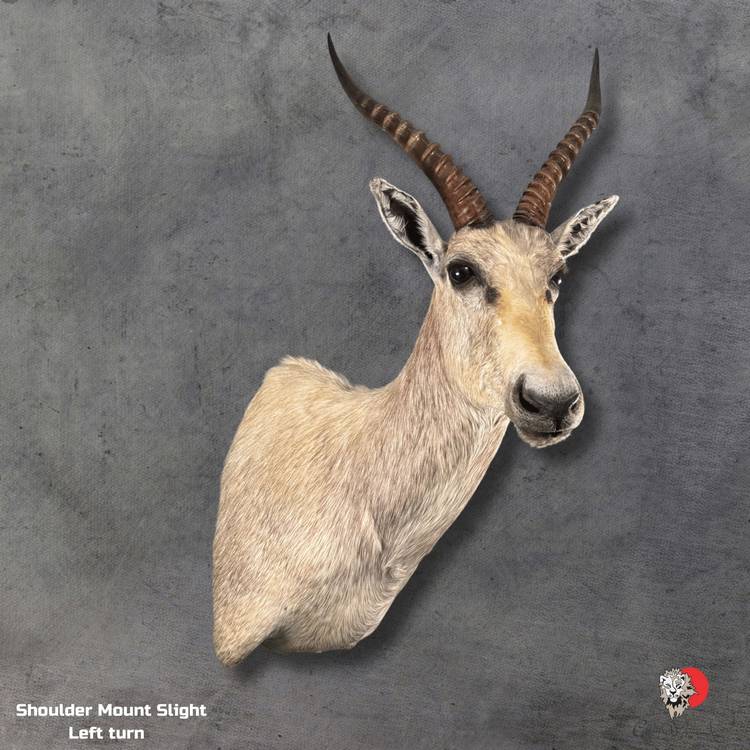 Elegant taxidermy display of White Blesbuck shoulder mount with detailed craftsmanship