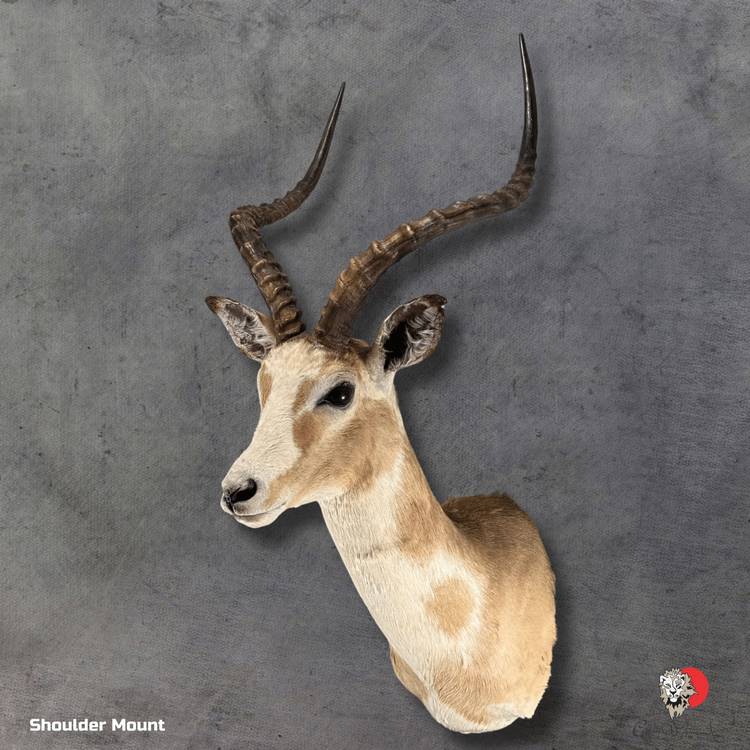 White Flank Impala shoulder mount taxidermy