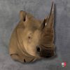 Intricate horn details on White Rhino mount from Collett’s Wildlife Artistry