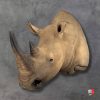 Intricate horn details on White Rhino mount from Collett’s Wildlife Artistry