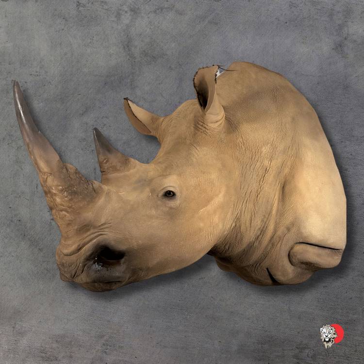 African Wildlife White Rhino Replica shoulder mount taxidermy