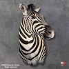 Elegant taxidermy display of Zebra shoulder mount with detailed craftsmanship