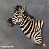 Elegant taxidermy display of Zebra shoulder mount with detailed craftsmanship