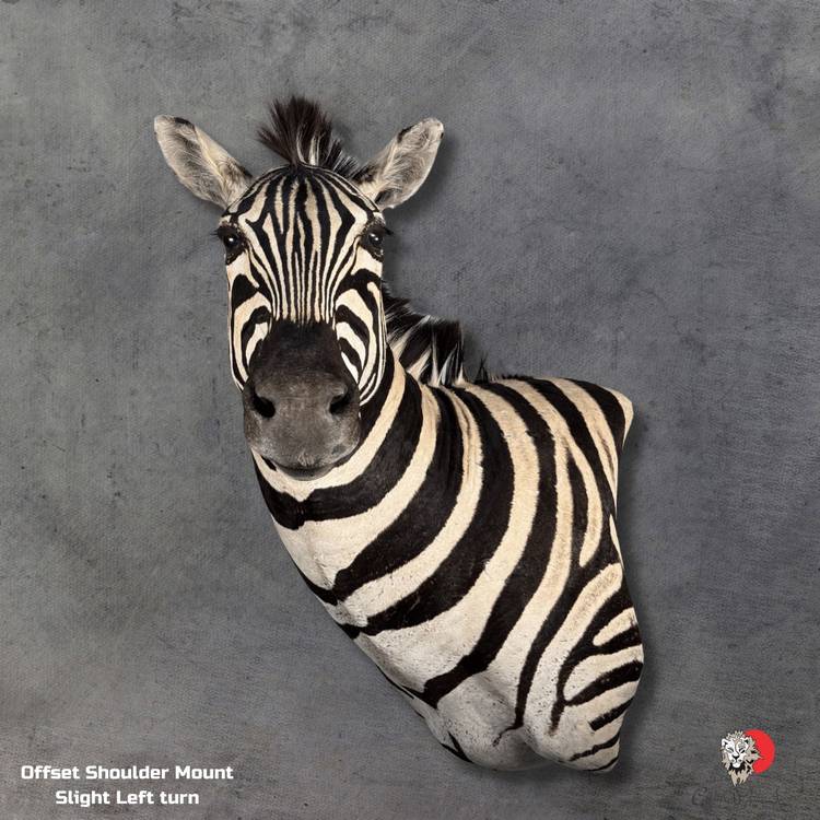 Authentic Zebra Shoulder Mount Taxidermy