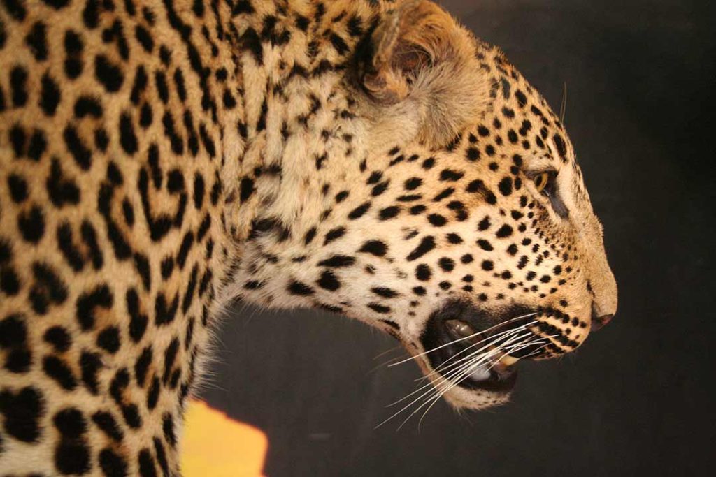 taxidermists-in-South-Africa-Leopard-on-Pedestal-climbing-down-log