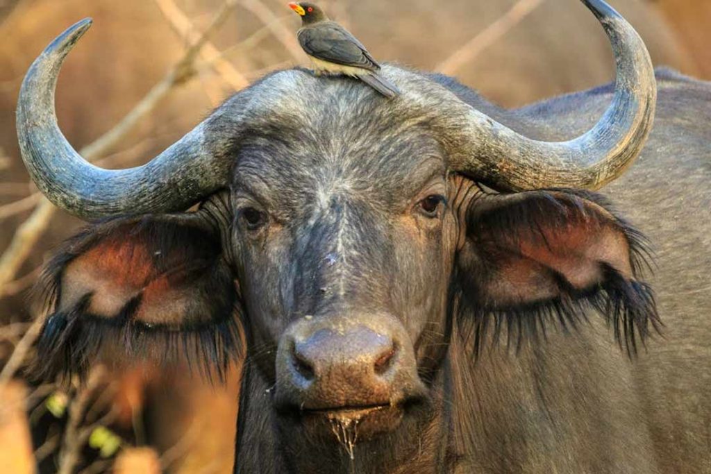 Buffalo-Leather Products- Colletts Wildlife Artistry