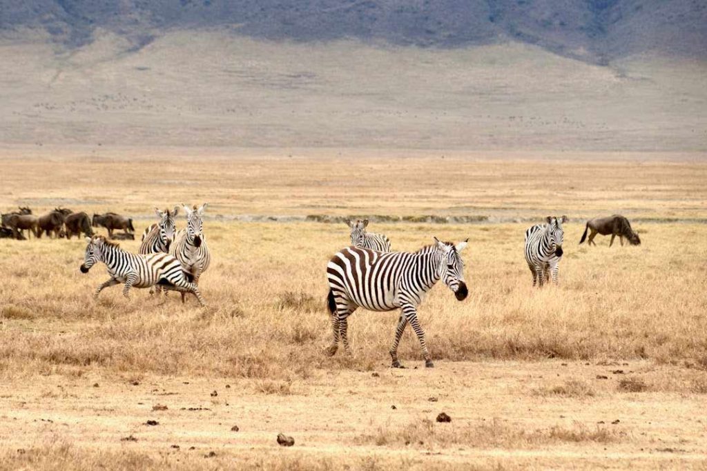 Zebra Leather Products Colletts Wildlife Artistry